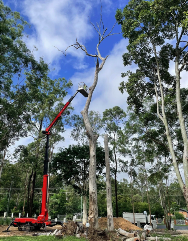 How To Choose a Reliable Emergency Tree Removal Service in Sydney How To Choose a Reliable Emergency Tree Removal Service in Sydney